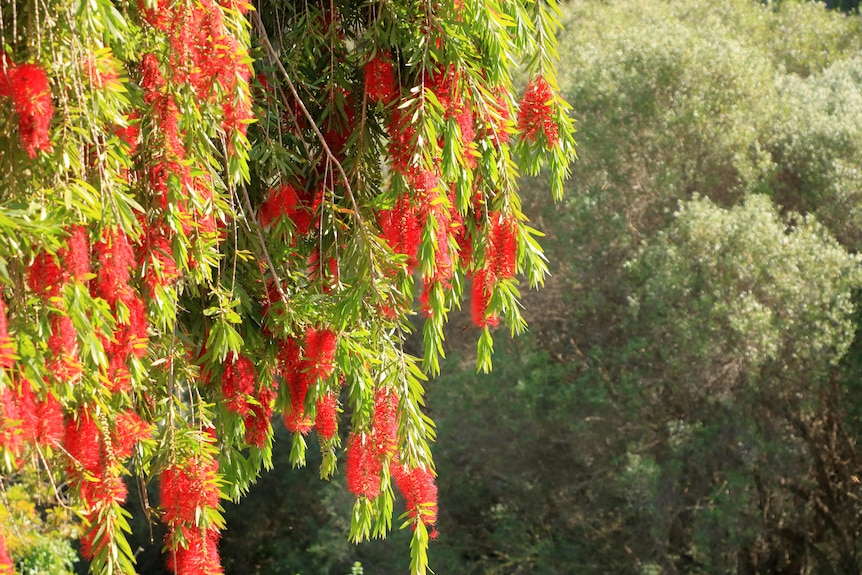 Weeping Bottle Brush flower against the blue sky