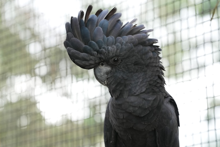 A red tailed black cockatoo at a wildlife sanctuary