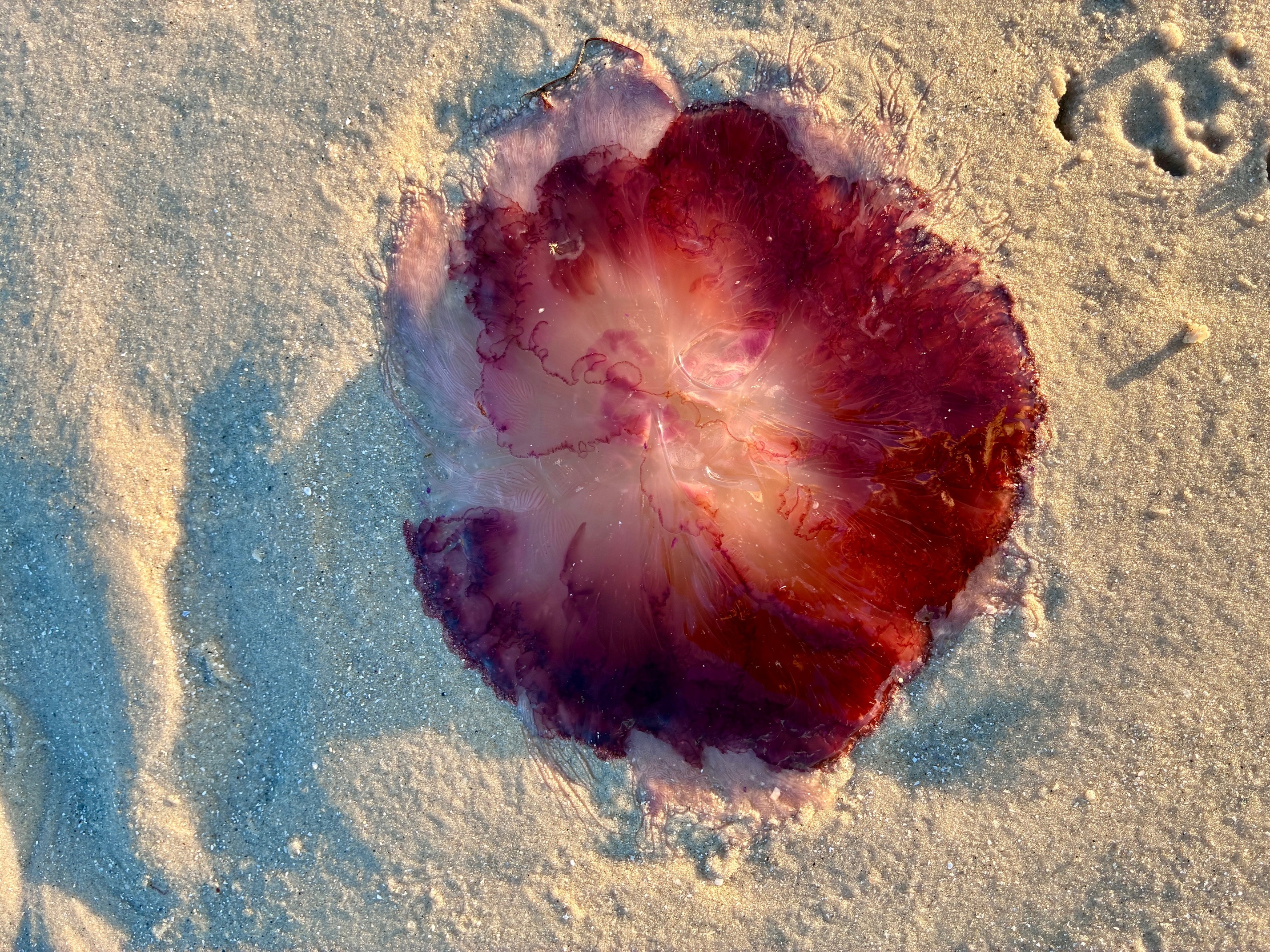 Una medusa roja en la orilla.