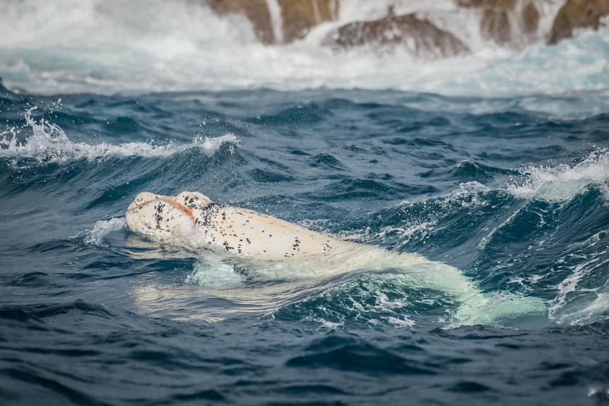 水の中を泳ぐシロナガスクジラの子牛