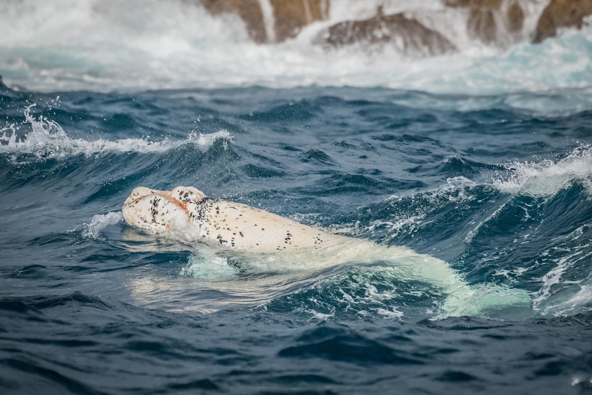 a white whale calf swimming in the water