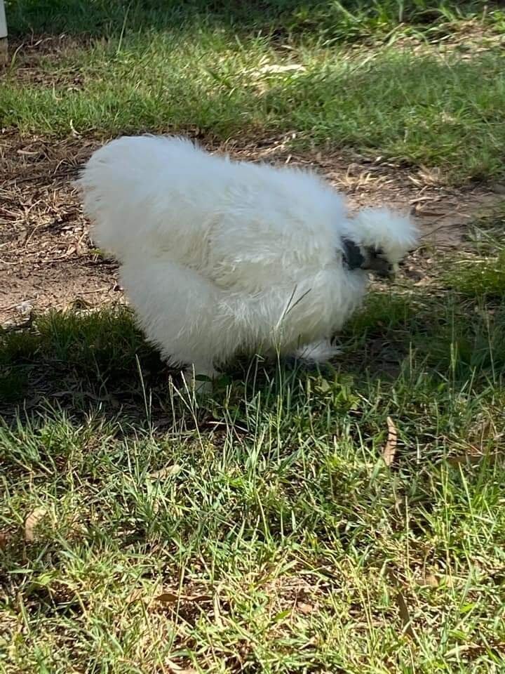 a fluffy white chicken 