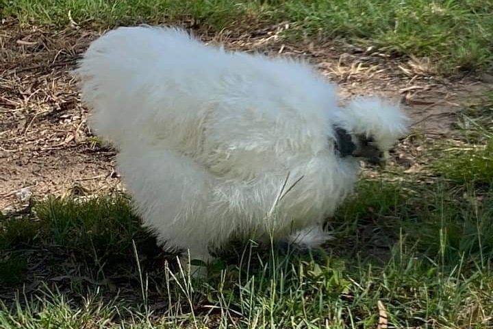a fluffy white chicken 