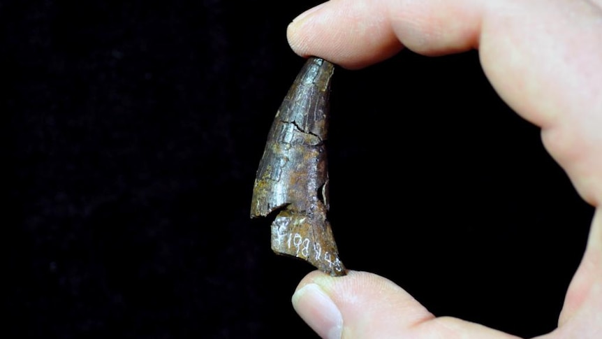 A dinosaur tooth discovered in South Gippsland