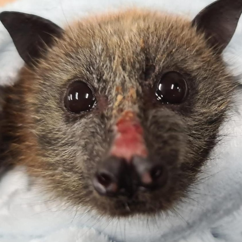 A grey-headed fruit bat with a pink sore on its nose wrapped carefully in a white blanket.