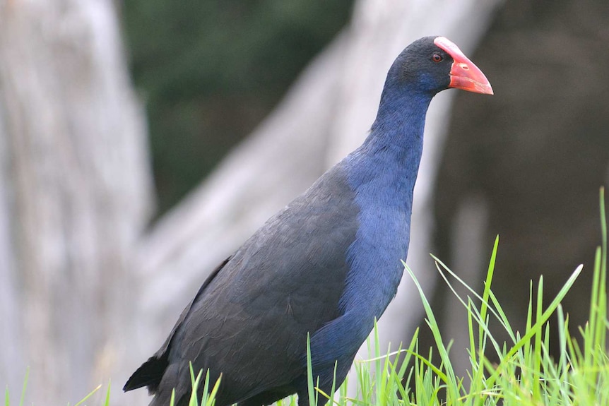 A black and blue bird with a red beak