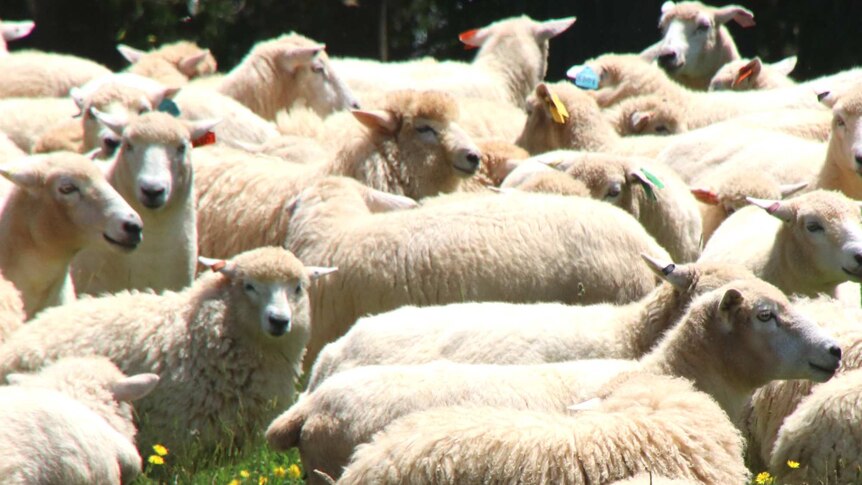 Sheep flock at Carl and Jann Terrey's elliottdale farm in Tasmania.