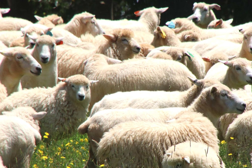 Sheep flock at Carl and Jann Terrey's elliottdale farm in Tasmania.