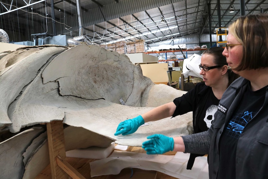 WA Museum restoration workers Gwynneth Pohl (l) and Sarah Murray point to part of a blue whale skeleton they are working on.