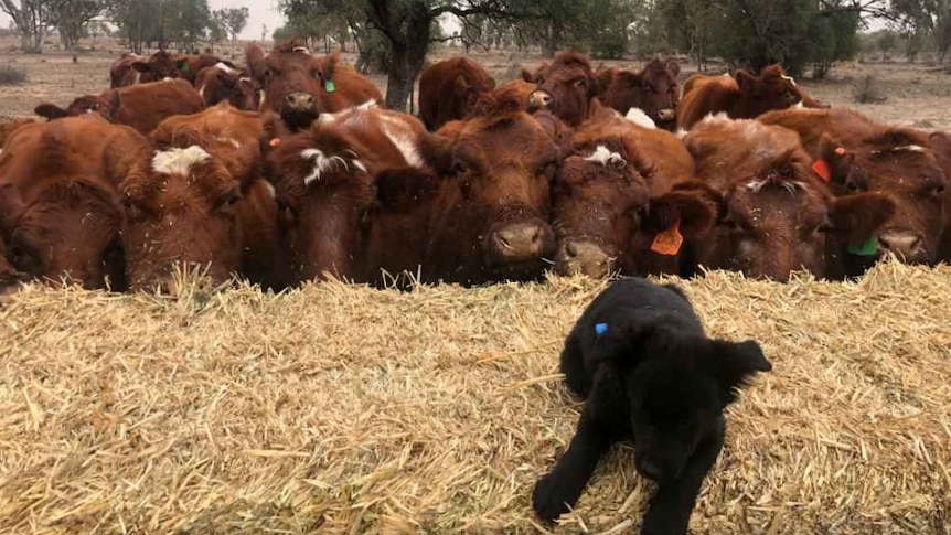 A black puppy lies on a big bale of hay that a large group of brown cows are eating.