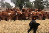 A black puppy lies on a big bale of hay that a large group of brown cows are eating.