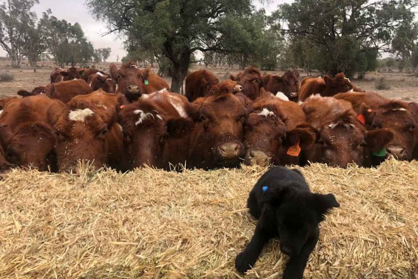 A black puppy lies on a big bale of hay that a large group of brown cows are eating.