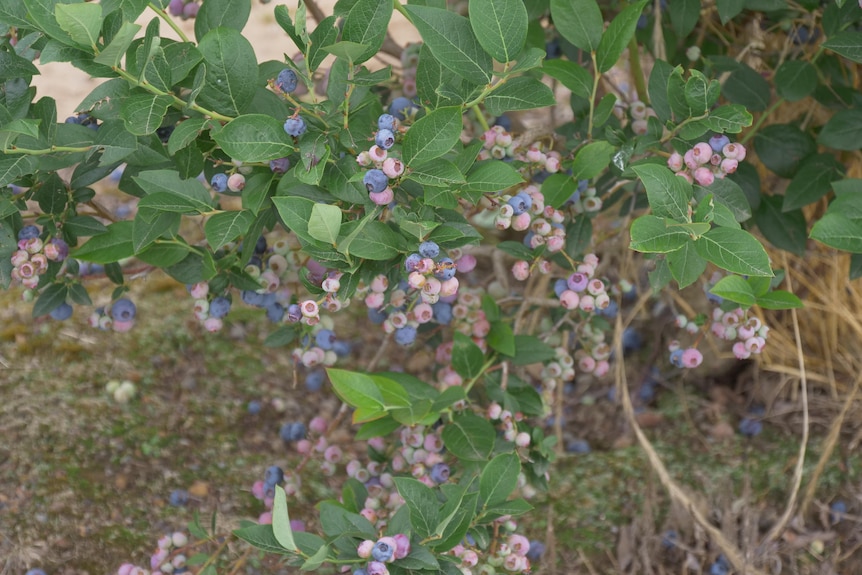 Combination of blue and purple berries surrounded by green leaves 