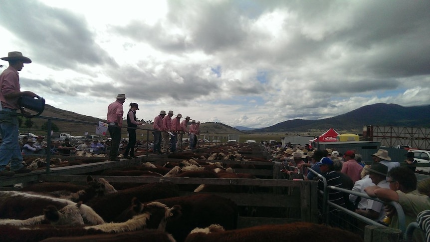 Farmers and buyers gather at Benambra in Victoria's high country.