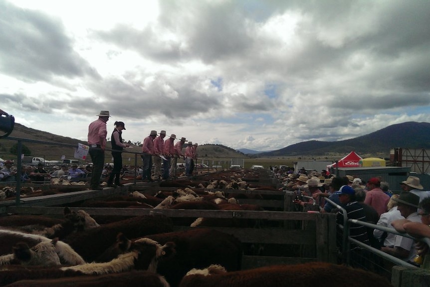 Farmers and buyers gather at Benambra in Victoria's high country.