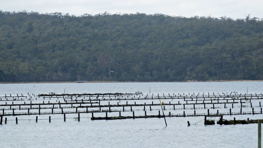 Oyster farms at St Helens on Tasmania's east coast