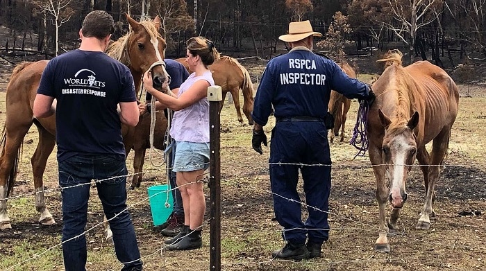 An RSPCA inspector checking horses in a paddock next to burnt out trees.