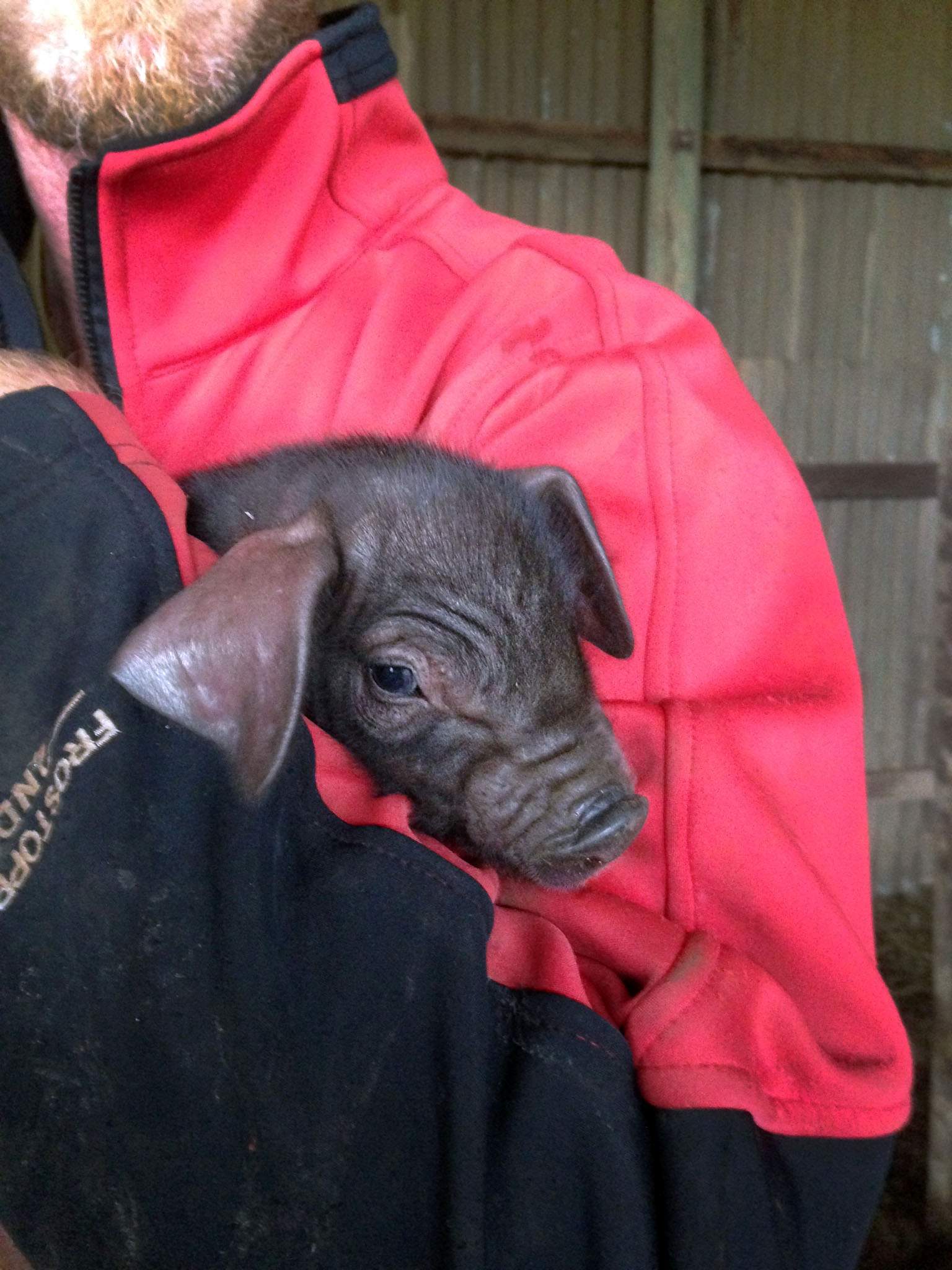 Should we castrate this pig? ABC Radio National