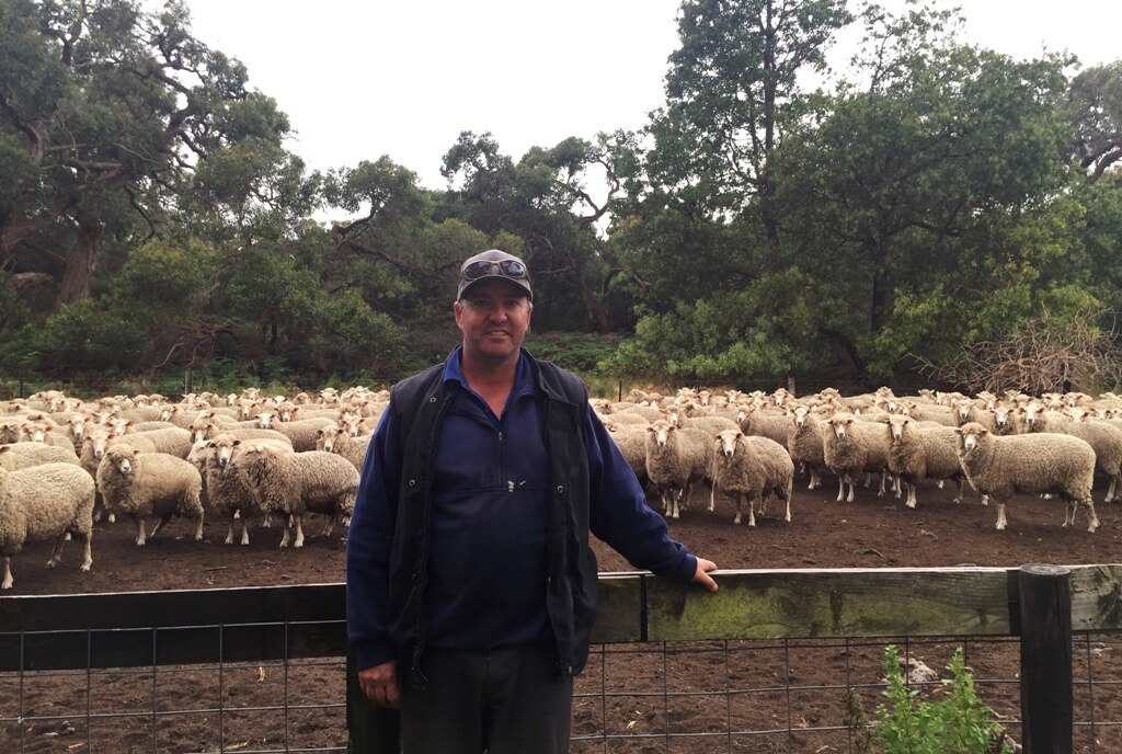 35 homemade nutrition mix helps droughtproof farm and fatten up sheep