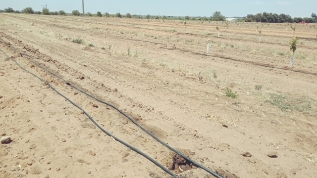 A sandy citrus orchard, with holes in the ground where trees had been planted.