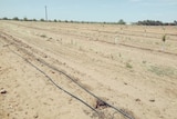 A sandy citrus orchard, with holes in the ground where trees had been planted.