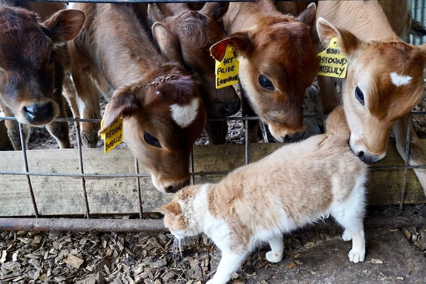Baby cows sniff a passing cat.