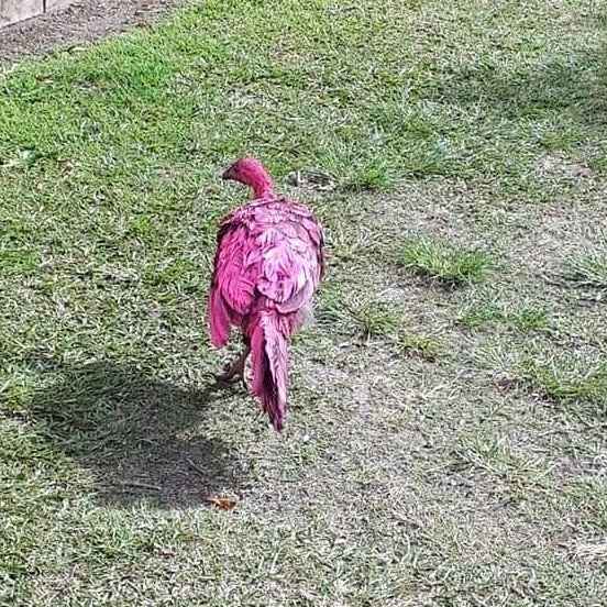 A brush turkey covered in hot pink spray paint