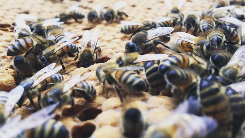 A close-up shot of a bee brood climbing around a hive.