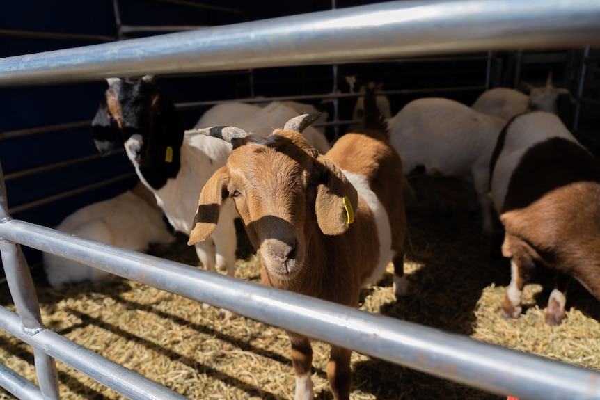 A goat stares towards the camera from behind the rails of a pen.