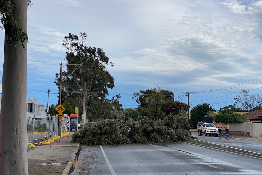 A large tree laying in the middle of a road. On the right are two people wearing high vis clothes near a truck