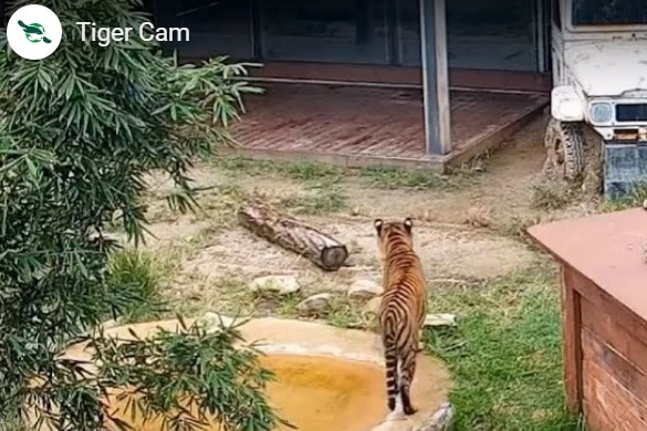 A screenshot from the Taronga Zoo Tiger Camera.
