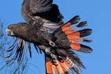 A large black bird is flying. Its tail feathers are fanned out behind it, showing red plumage.