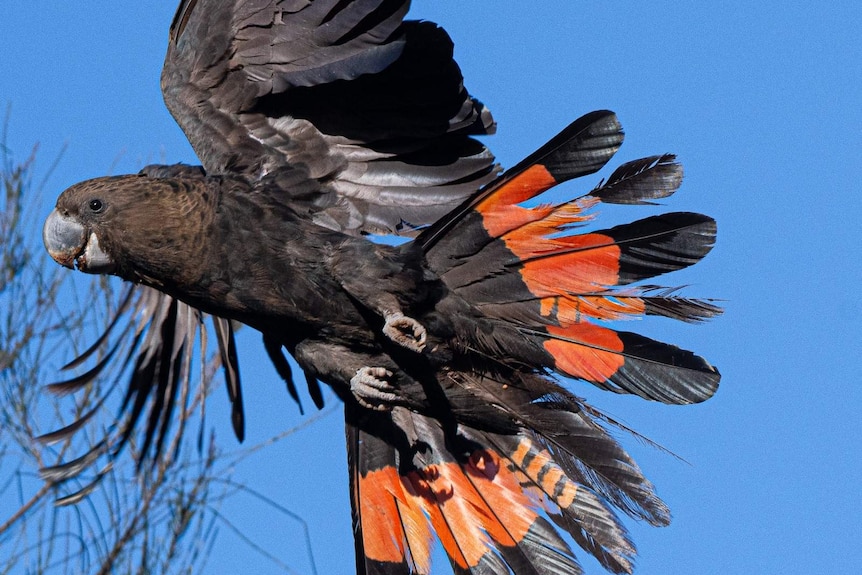 A large black bird is flying. Its tail feathers are fanned out behind it, showing red plumage.