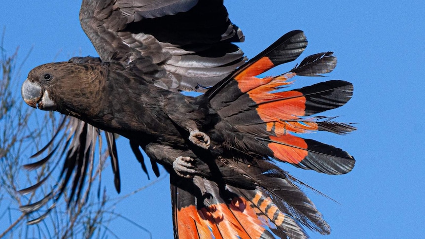 A large black bird is flying. Its tail feathers are fanned out behind it, showing red plumage.