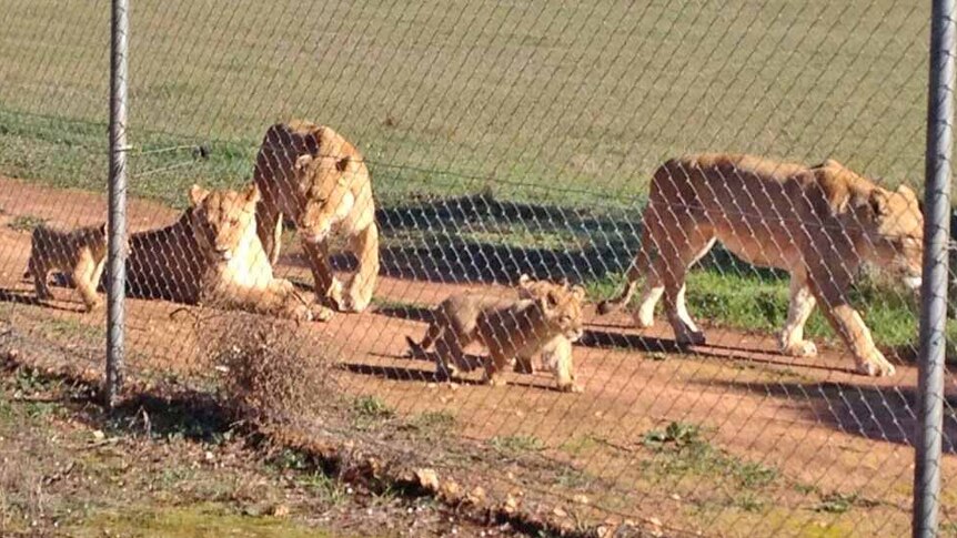 New lion cubs at Monarto