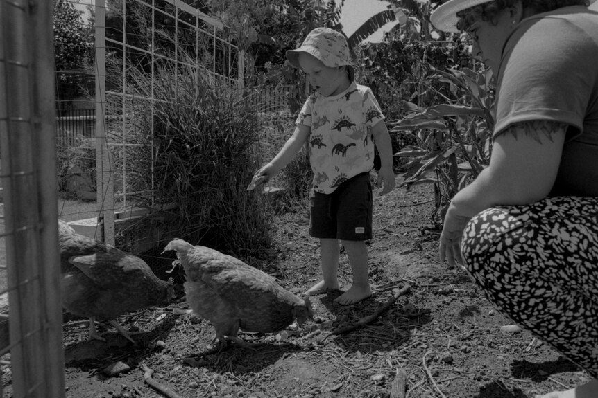 A toddler in a hat looks at a chicken 