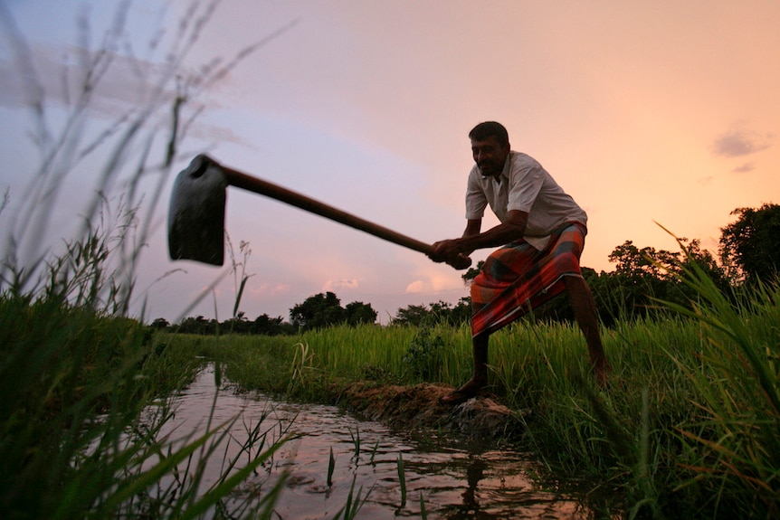 A man swings a plow in a watery field as the sun sets behind him 
