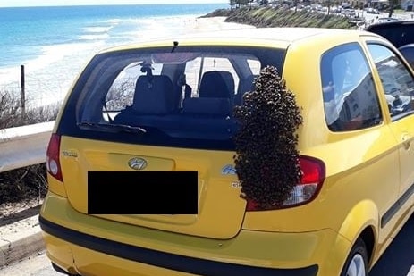 Bee swarm on yellow car