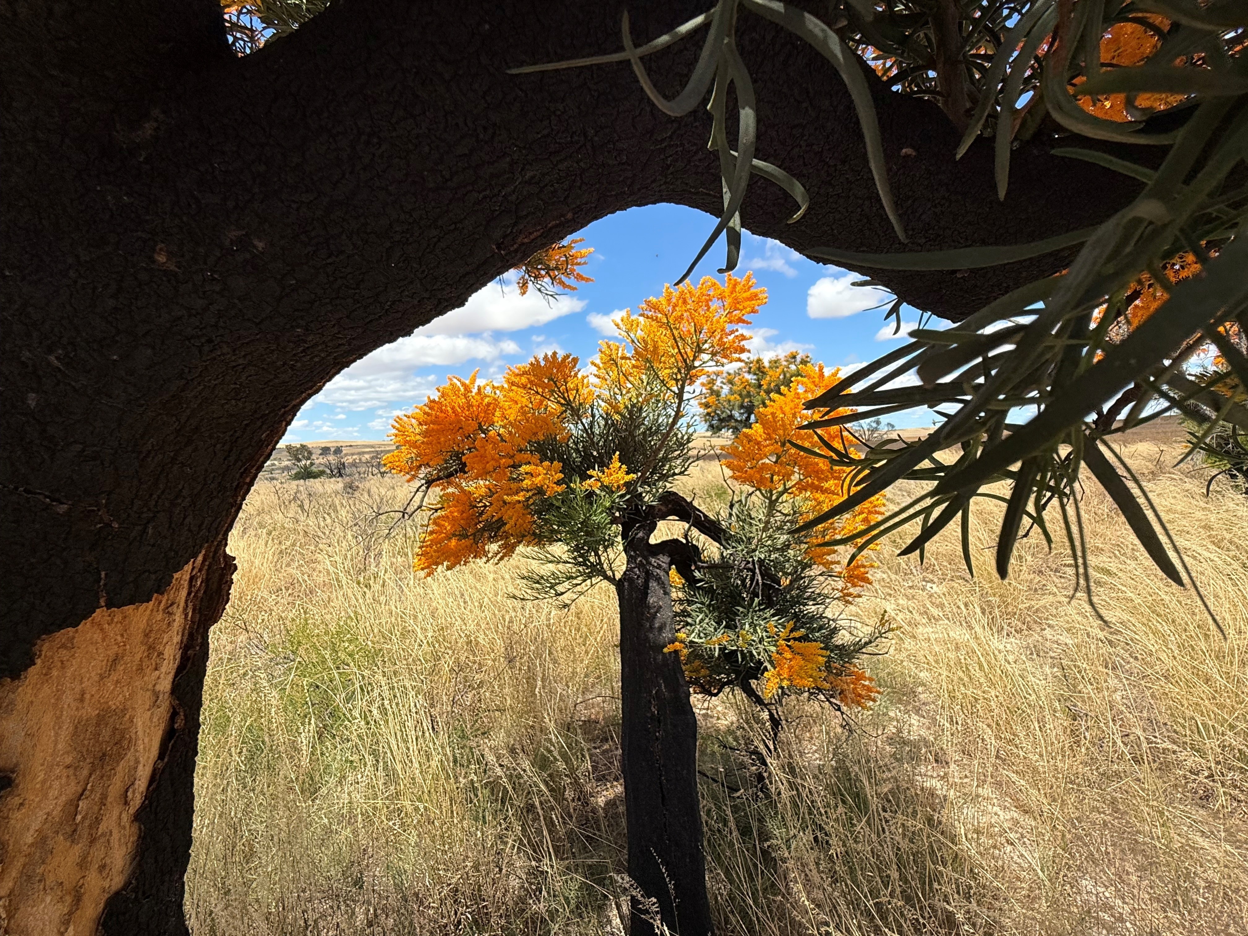 Image of WA Christmas tree in centre of image. Framed by other trunk of tree. Has flowering bush at top of trunk.
