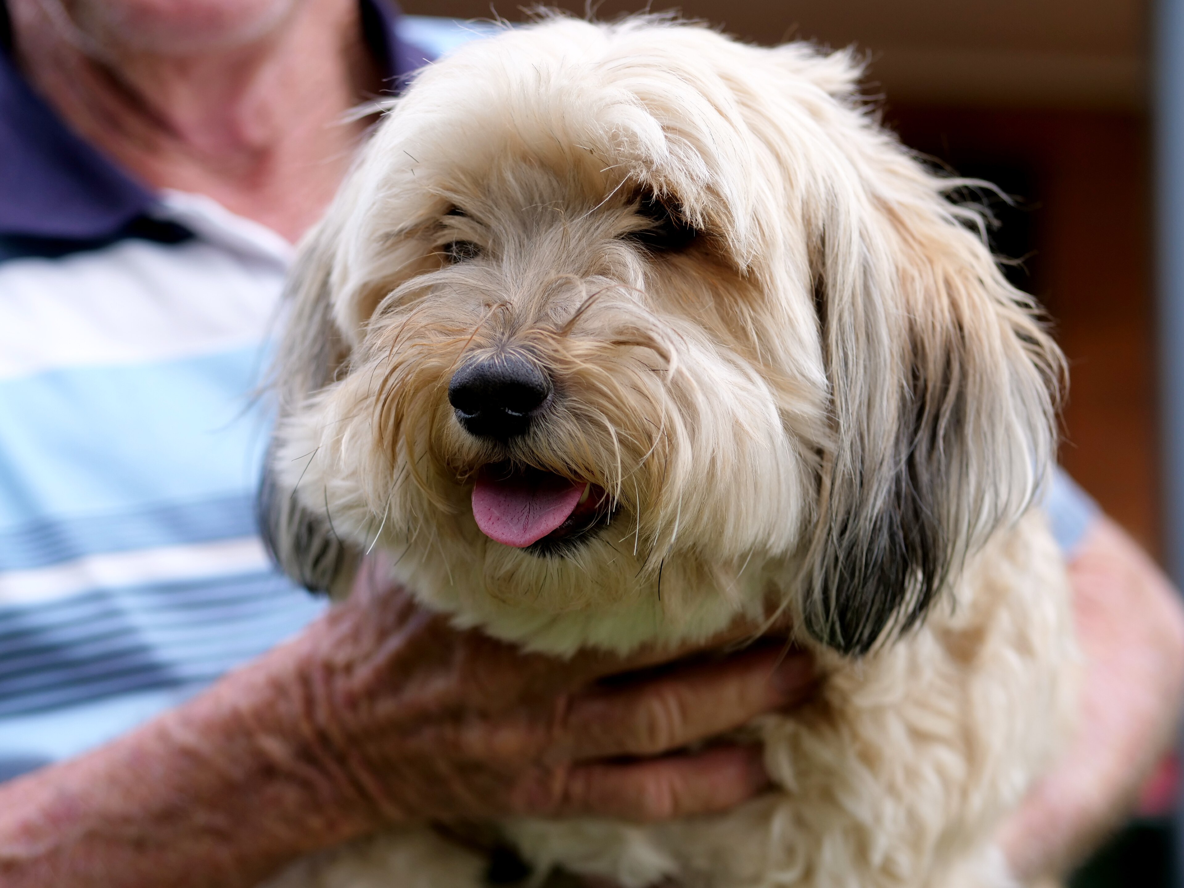 A close up of a fluffy white dog being held by an older man's hands