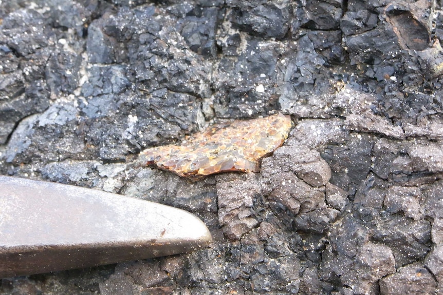In situ fossiliferous amber in coal-bearing deposits of the Anglesea Coal Measures, Alcoa Mine, Anglesea, Victoria