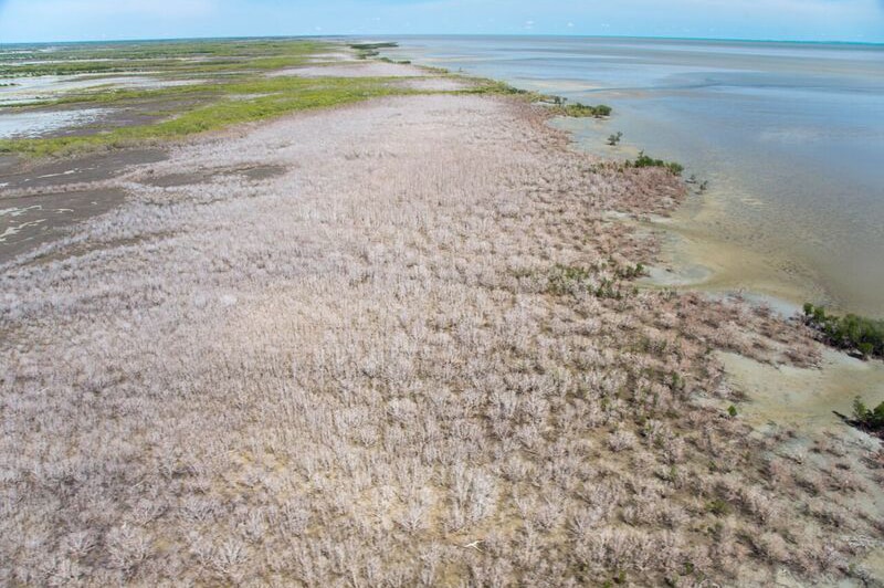 An aerial shot of dead mangrove forests.