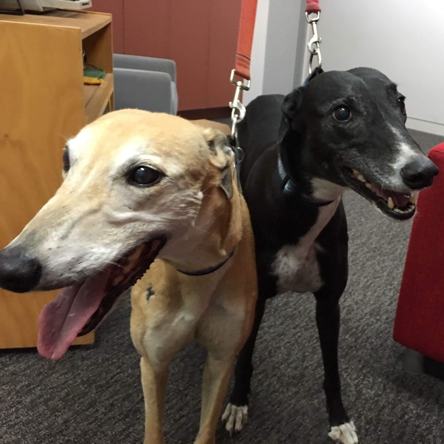 Greyhound racing Shooters make multimillion election promise for the