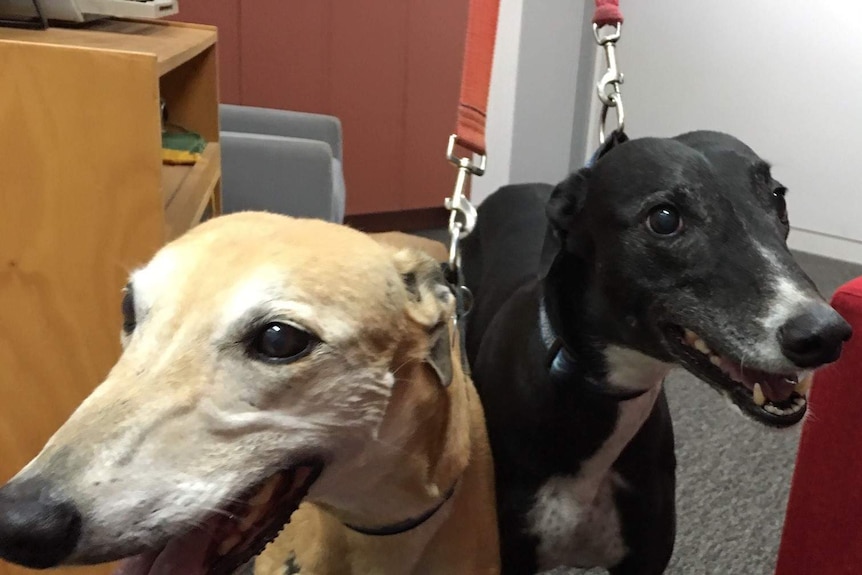 Close up of two older rehomed greyhounds in the studio at ABC New England North West in Tamworth