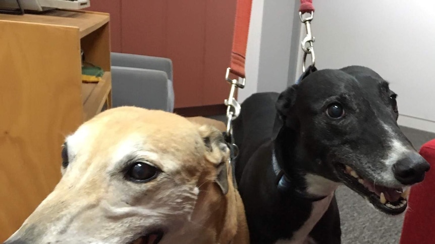 Close up of two older rehomed greyhounds in the studio at ABC New England North West in Tamworth