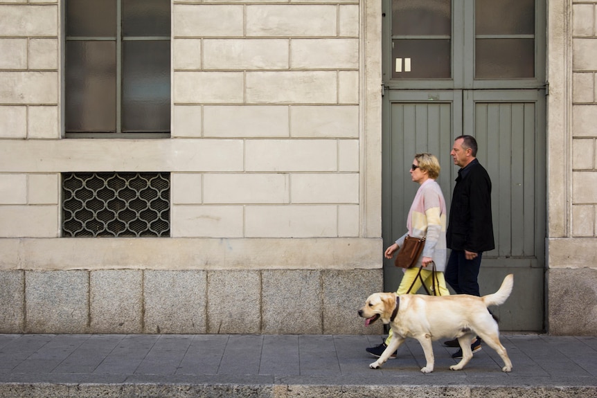 A man and woman walking a labrador down the street