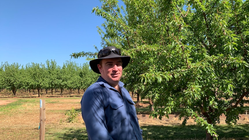 Merbein South farmer Luke Englefield wearing a blue shirt and brown brimmed-hat stands between two rows of his almond trees