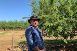 Merbein South farmer Luke Englefield wearing a blue shirt and brown brimmed-hat stands between two rows of his almond trees