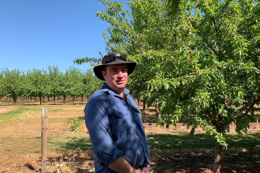 Merbein South farmer Luke Englefield wearing a blue shirt and brown brimmed-hat stands between two rows of his almond trees