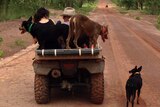 Working dogs on the back of a quad bike on a dirt road.